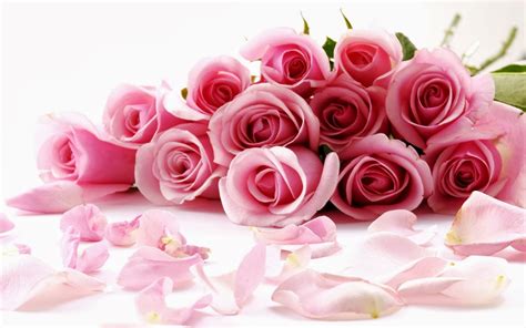 Valentines Day Pink Roses Imageshit