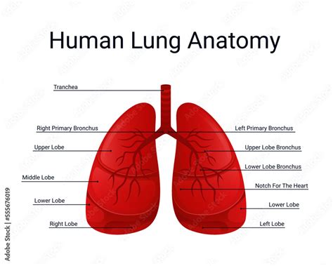 Human Lung Anatomy Illustration Design For Medical Vector Stock Vector