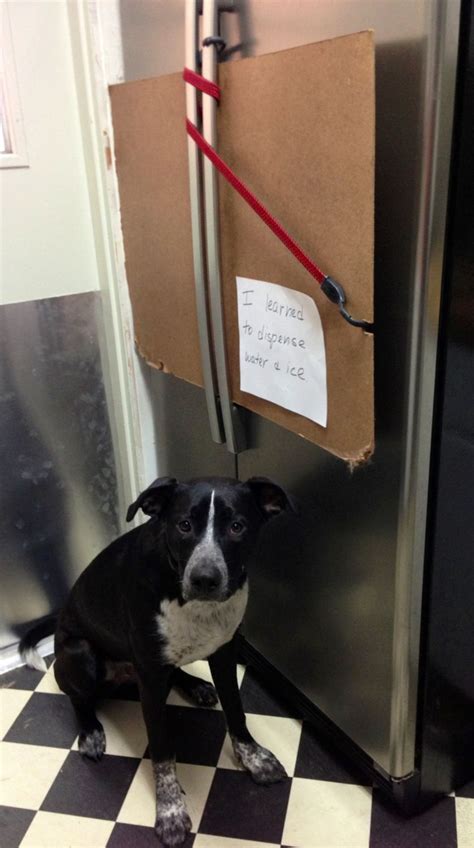 I Learned To Dispense Water And Ice Dog Shaming Animal Shaming