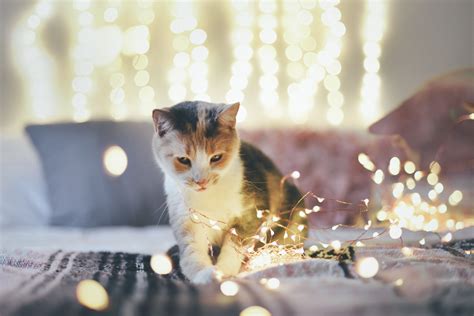 Maybe you would like to learn more about one of these? Original | Fairy light photography, Brandon woelfel, Cat ...