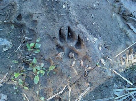 Cougar Tracks Unexplained Mysteries Image Gallery