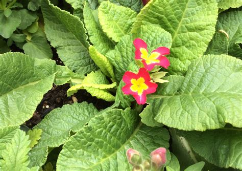 Maybe you would like to learn more about one of these? PInk Primrose- Mounding Perennial Full sun | Perennials ...