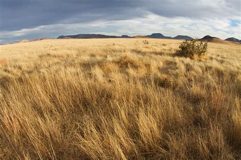 Vanishing Grasslands Nsf Funded Study Will Examine Role Of Humans