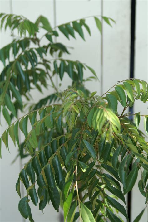 The leaves from the full size variety are what you will typically find in grocery stores and are the most commonly cultivated curry plants of the three options. Growing Curry Leaf Trees - Murraya Koenigii | Suburban Tomato