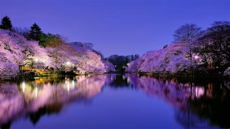 Sakura Night Wallpapers Top Free Sakura Night Backgrounds