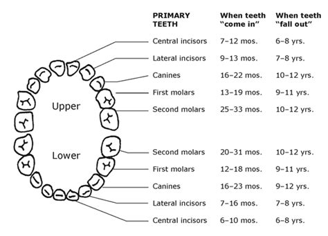 What Age Should Kids Lose Teeth Teethwalls