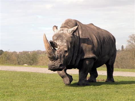 Free Images Animal Wildlife Zoo Fauna Rhinoceros Safari Indian