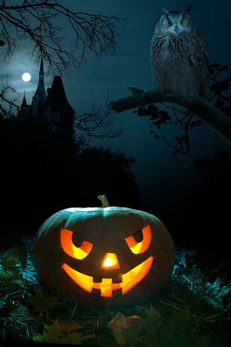 Photography Backdrop Pumpkin Castle Owl Halloween Background Portrait
