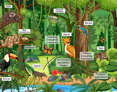 Food Chain Diagram Concept On Forest Background 2184090 Vector Art At