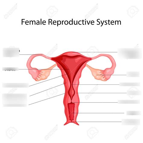 Sexual Reproduction In Humans Female Diagram Quizlet