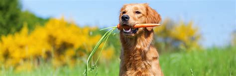 Can Dogs Eat Carrots Nutritional Guide My Pet Needs That