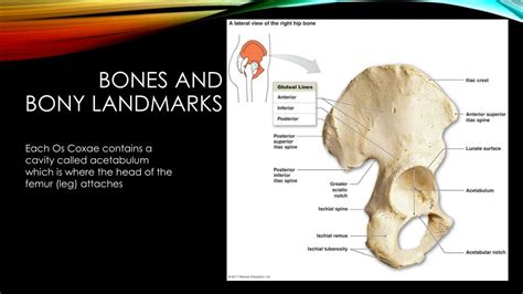 Ppt Pelvic Girdle And Hip Joint Powerpoint Presentation Free Download