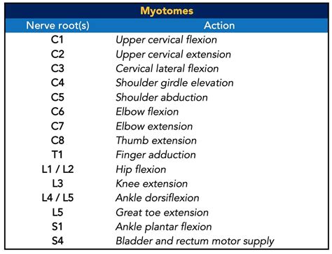 Nerve Roots Reflexes Dermatomes Myotomes Dermatomes Chart And Map