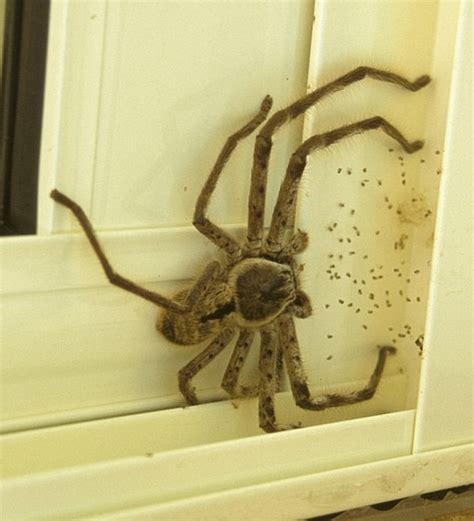 Huntsman Spider Wakes Australian Man Up By Joining Him Inside His Bed