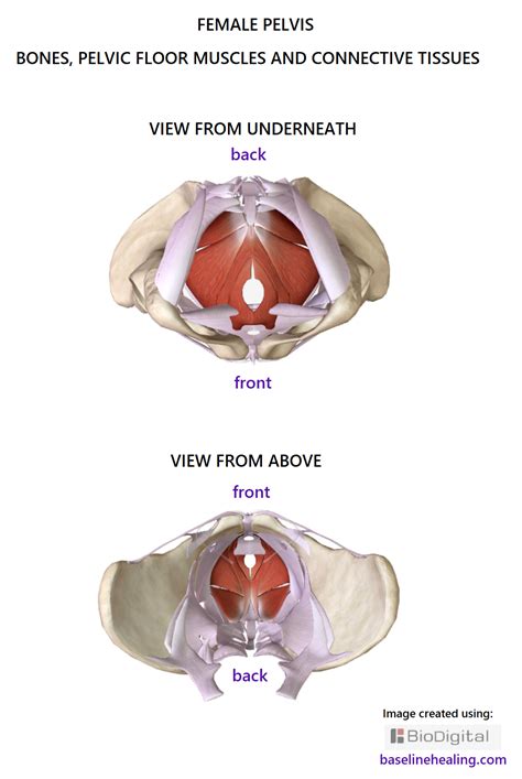 Female Back Body Organs