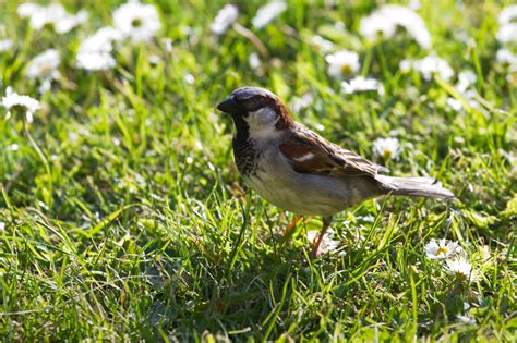 Dann locken sie doch die heimischen vögel vor die kamera. Wohlfühloase für Tiere - Ein tierfreundlicher Garten ...