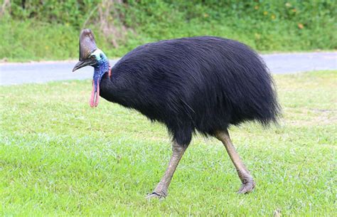 What Is The Worlds Most Dangerous Bird Library Of Congress