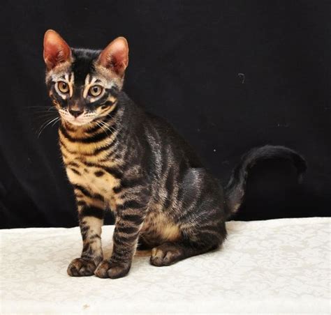 Please pause the how to draw a cat (bengal) video after each step to draw at your own pace. charcoal bengal cats | Charcoal Bengal Cat Information ...