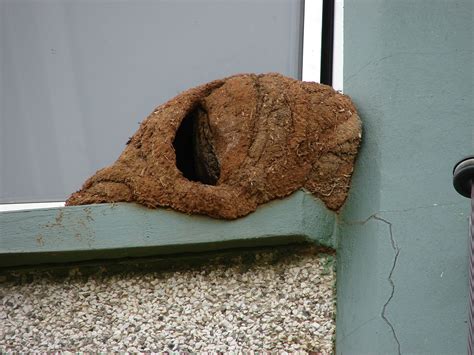 Smithsonian Insider Bird Nests Variety Is Key For The Worlds Avian