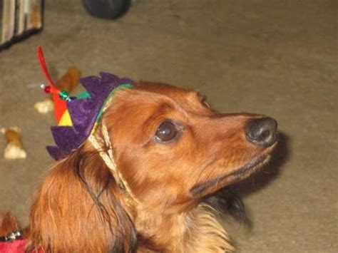 Propeller Beanie Dog Hat Baxterboo