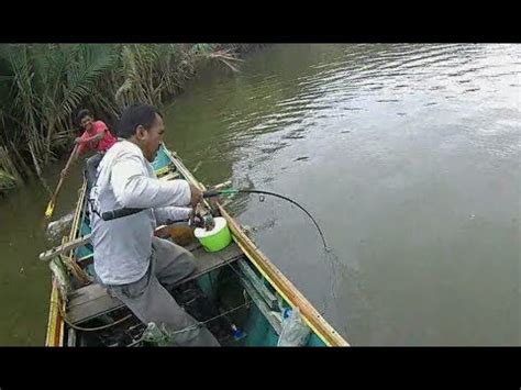 Mancing casting di muara air payau strike ikan blackbass mangrove jack & barramundi. Mancingin ikan BB & GT Muara - YouTube