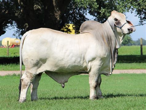 Miss V8 5077 V8 Ranch — Brahman Cattle In Hungerford And Boling Texas
