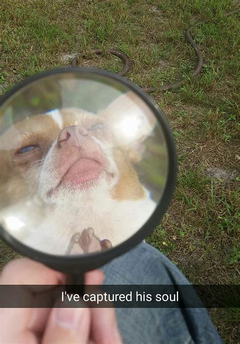 100 Hilarious Dog Snapchats That Will Get You Loling For Days