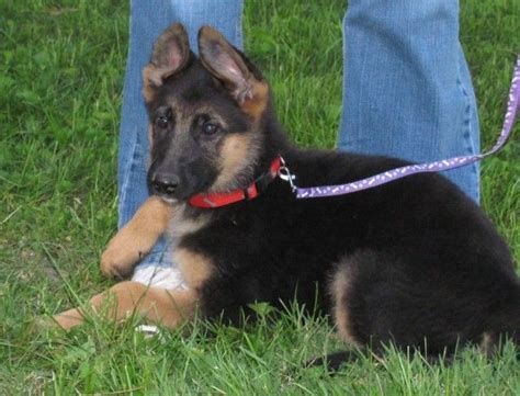 Individuals & rescue groups can post animals meet the memorial day pups �%9d%a4��%8f shepherd mix, 10 weeks old, 2 males, 4 hoss is a 4 year old german shepherd. Quality AKC Female german shepherd pups ready now ohio ...
