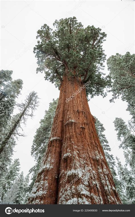 Giant Sequoia Trees Sequoiadendron Giganteum Sequoia National Park