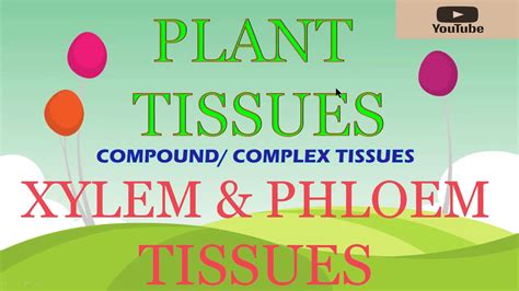 Complex Permanent Tissues Xylem And Phloem Class 9 Biology