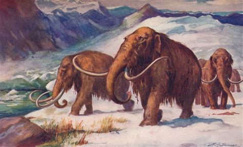 How The Woolly Mammoth Extinction Took Place On Remote Arctic Island