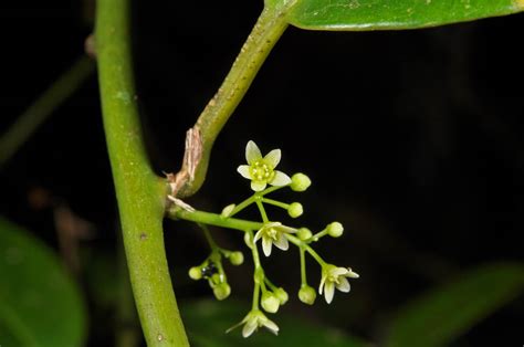 Sabia Plant1 Sabiaceae