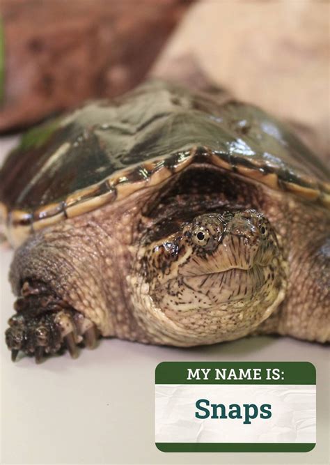 Common Snapping Turtle — Cayuga Nature Center