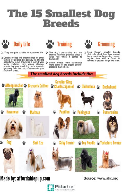 The 15 Smallest Dog Breeds Visually Dog Breeds Small Dog Breeds Dogs