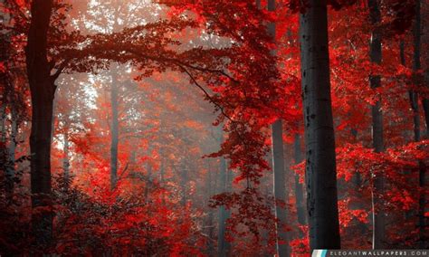 Forêt Rouge Fond Décran Hd à Télécharger Elegant Wallpapers