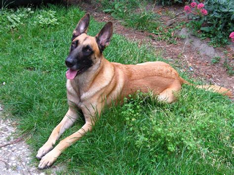 Collection of the best belgian malinois wallpapers. HD Wallpapers: Belgian Malinois Wallpaper