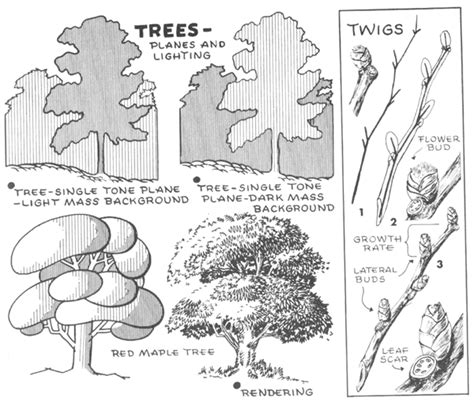 How to draw a tree, there are many different ways to draw trees, so take this one way and learn finishing off your tree drawing. How to Draw Trees, Bark, Twigs, Leaves and Foliage Drawing ...