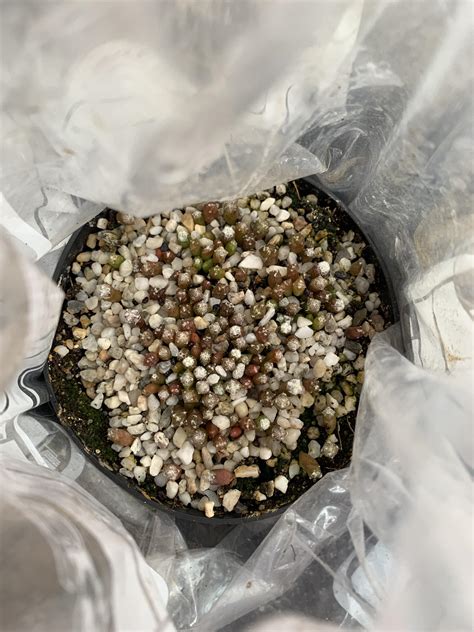 Mescaline is the hallucinogenic compound in peyote. Why do my seedlings turn red? Astrophytum species. More ...