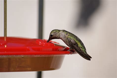 What do hummingbirds eat?