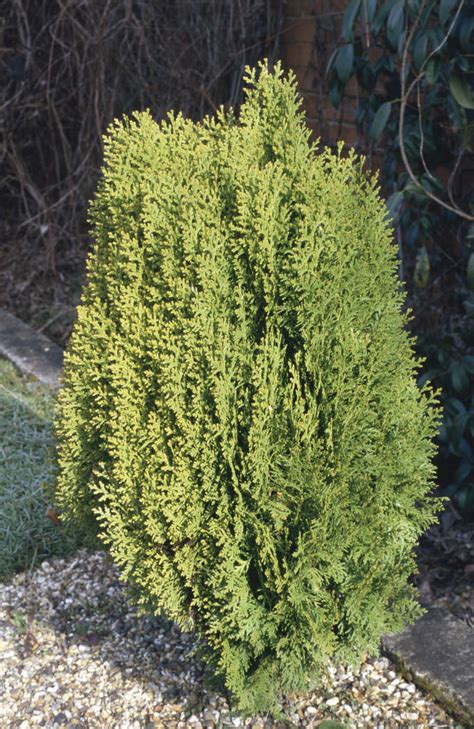 Platycladus Orientalis Andaurea Nanaand Dwarf Golden Oriental Thuja