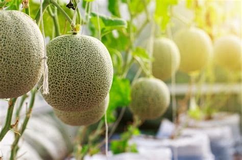 We did not find results for: How to Grow Cantaloupes Vertically | Growing Cantaloupe in ...