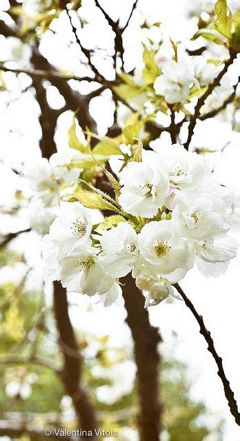 The blossoms, sakura in japanese, last only for a few days, but their appearance is tremendously important, both economically and culturally. Cherry Blossoms | Cherry blossom, Blossom, Japanese garden