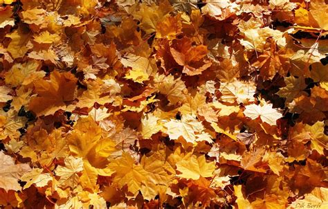 Golden Falling Leaves Wallpapers Wallpaper Cave