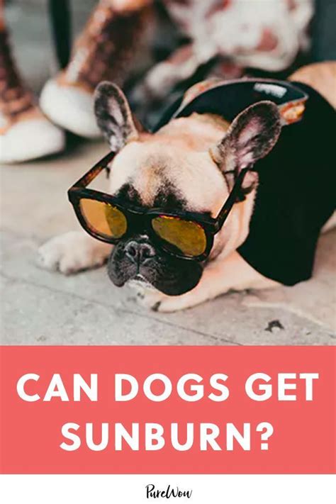 Owning a pet can be a rewarding experience for a child. Can Dogs Get Sunburn? | Low maintenance pets, Animals for ...