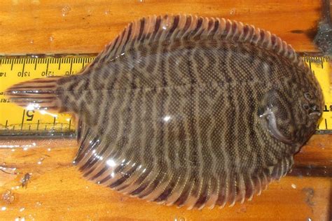 Hogchoker Common Fish Of The Maine Coast · Inaturalist