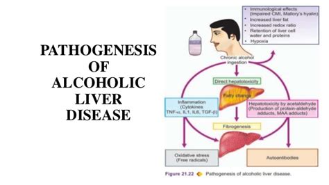 Discover the risk factors, such as liver damage and. Pathophysiology of liver cirrhosis and alcholoic liver disease