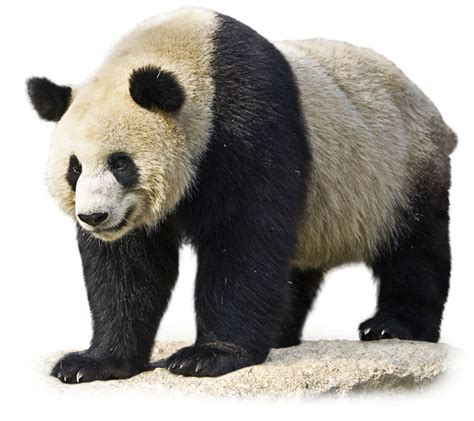 What Do Pandas Eat Giant Panda Facts Dk Find Out