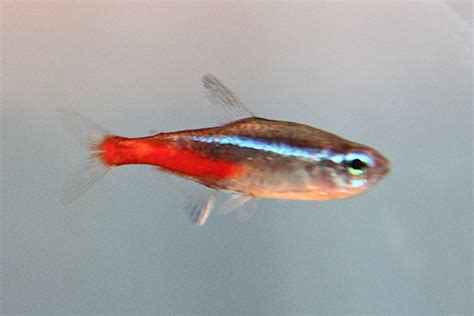 Jun 07, 2021 · general insurers have said they will settle claims on the health policies of individuals undergoing treatment for mucormycosis or black fungus. Neon Tetra Disease or Fungus? - The Planted Tank Forum