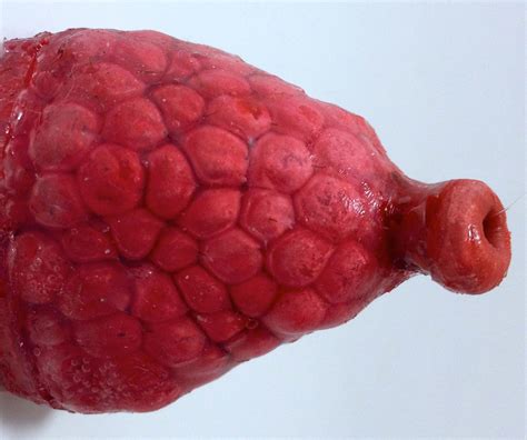 Diagram Human Digestive System Figure Arocreative Sexiezpix Web Porn
