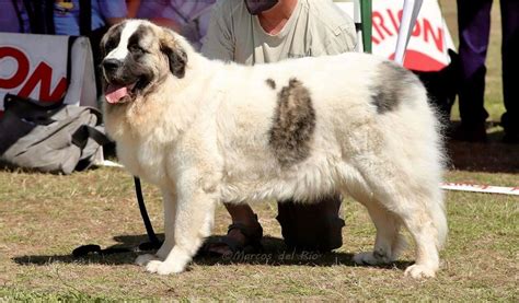 Pyrenean Mastiff Breed Info Characteristics Pictures And Facts